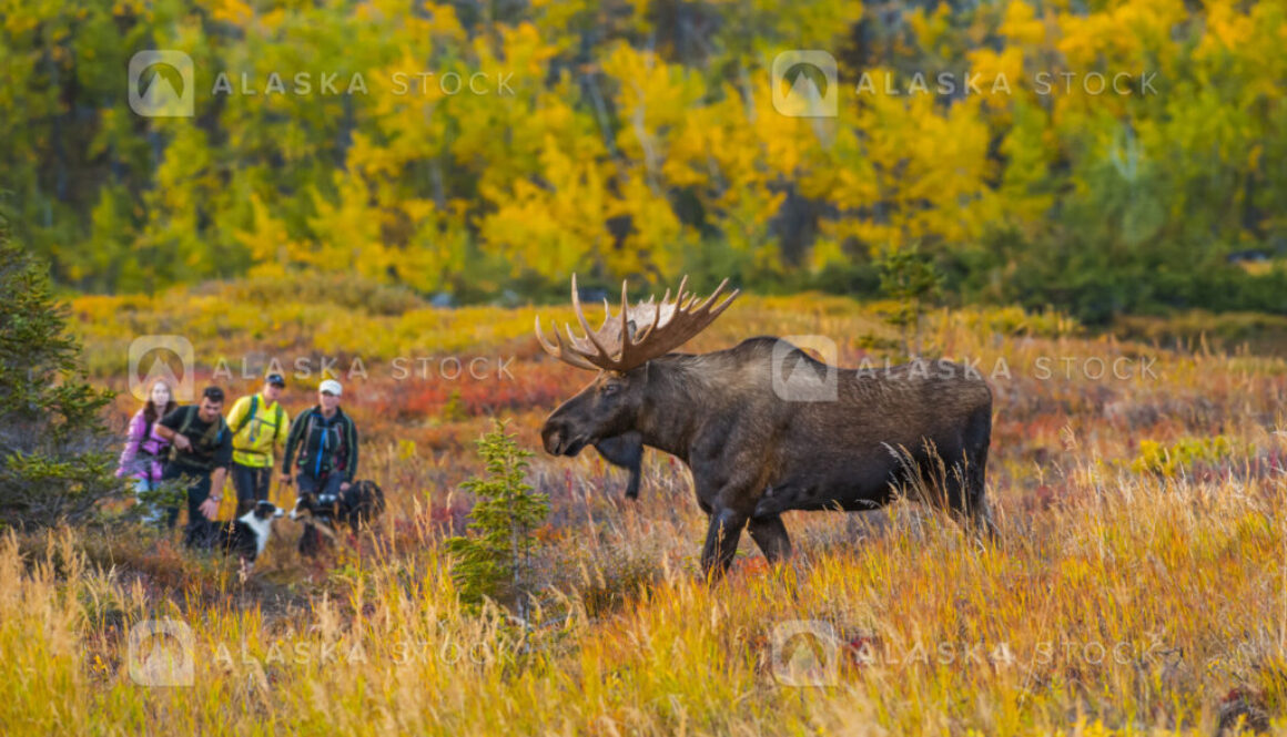 moose in fall